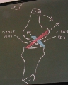 Arthrologie du Membre Inférieur - DSCN7616.jpg (421 ko)