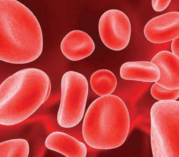 Cours-Medecine.info : Cours d'Anatomie