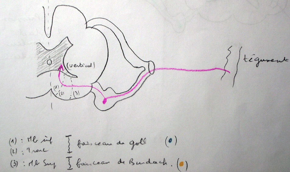 cours-m-decine-info-impression-de-sch-ma